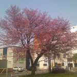 桜（2010/05/06）