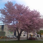 桜（2010/05/10）